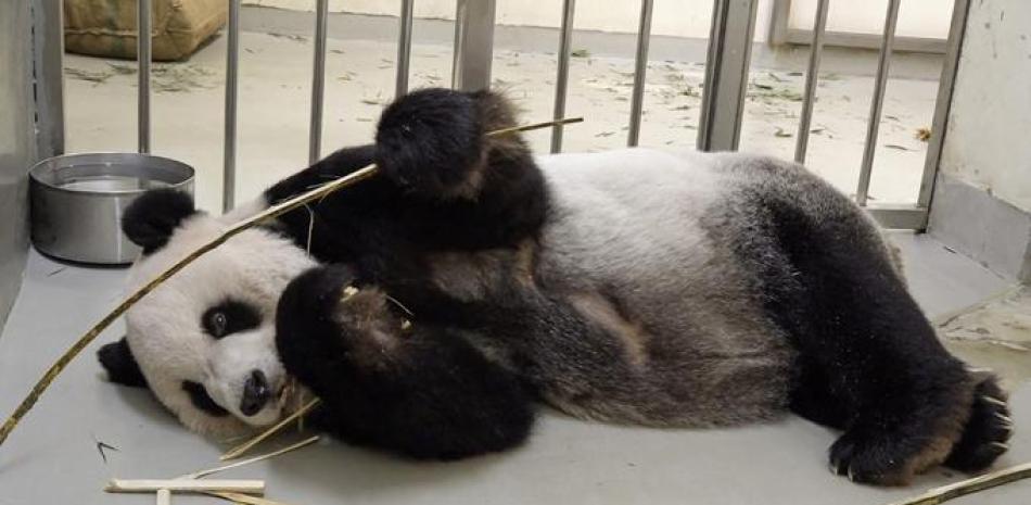 Esta imagen de archivo sin fecha publicada por el Zoológico de Taipei el 27 de octubre de 2022 muestra al panda macho Tuan Tuan, quien fue regalado a Taiwán por China en 2008, en el zoológico de Taipei.

Foto: Folleto| Zoológico de Taipei| AFP