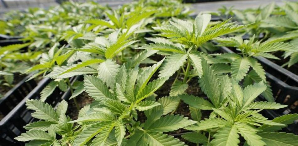 Plantas de marihuana en Hepworth Farms, Milton. AP