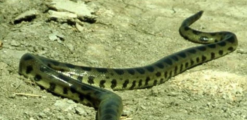 Nueva especie de serpiente anaconda. Europa Press