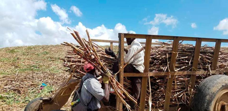 Los trabajadores de la caña son mayormente haitianos.