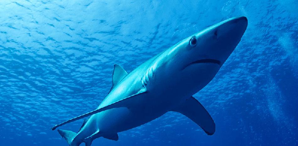 Japón presentó reservas y pidió excluir al tiburón azul de la resolución que protege 54 especies. externa/
