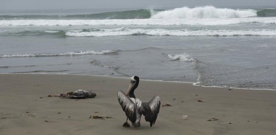 Aves marinas muertas por gripe aviar en Perú