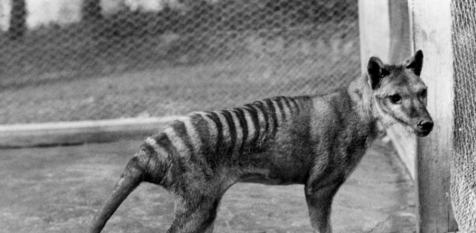 Útimo tigre de Tasmania.