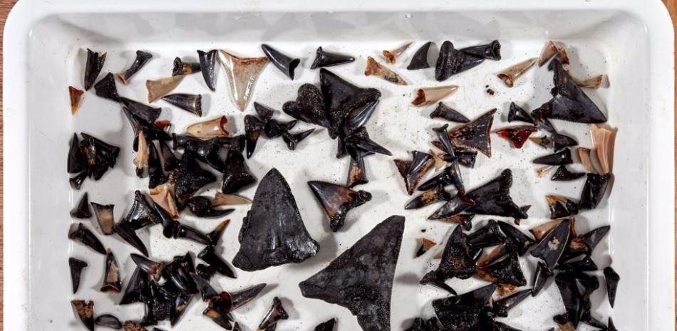 Dientes de tiburón recogidos del lecho marino cerca de las islas Cocos (Keeling) a una profundidad de 5400 metros. © Museums Victoria-Ben Healley.