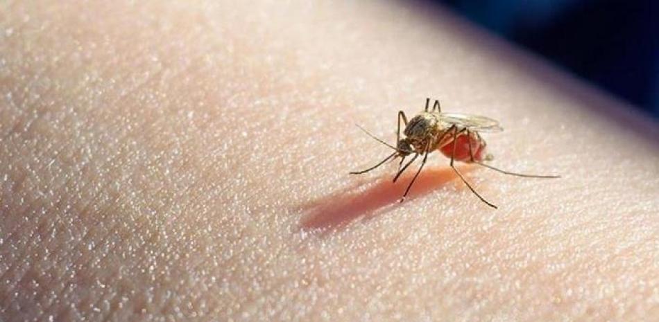 Picadura de mosquito causa Malaria. Foto Externa