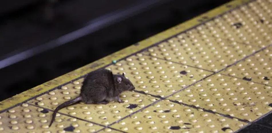 Una rata en el andén de una estación de metro, el 27 de enero de 2015, en la ciudad de Nueva York. ap