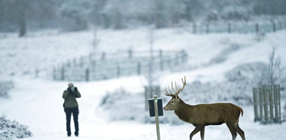 Un ciervo camina por la nieve en Richmond Park, al suroeste de Londres, el lunes 12 de diciembre de 2022. La nieve y el hielo castigaban partes de Gran Bretaña, que enfrentaba varios días de tiempo invernal. (James Manning/PA via AP)