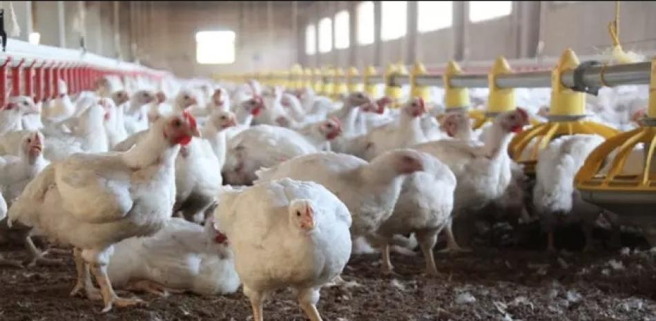 En el país hay alrededor de 450 productores de pollos.
