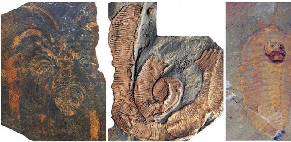 Fósiles de los Esquistos de Fezouata. De izquierda a derecha, un artrópodo no mineralizado (Marrellomorpha), un gusano paleoscolecido y un trilobites. Europa Press.