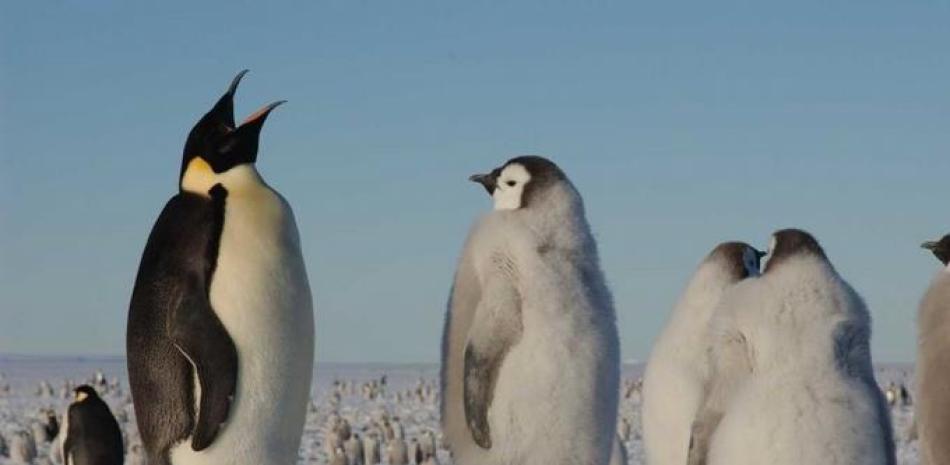 Dos tercios de especies antárticas afrontan la desaparición para 2100