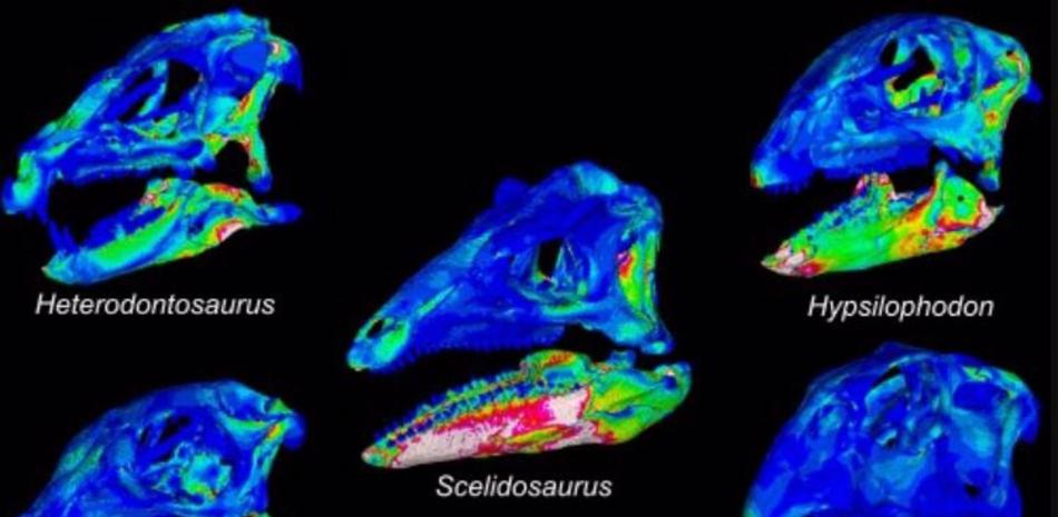 Algunos de los modelos de elementos finitos que comparan el rendimiento de la mordida en los cinco dinosaurios ornitisquios del estudio, con diferentes modelos que muestran diferentes puntos de mordida. - EP