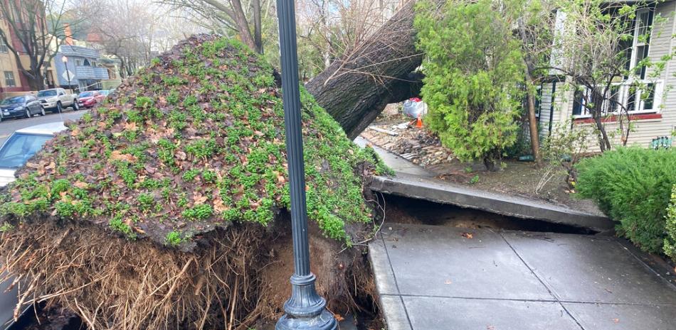Un árbol se derrumbó y arrancó la acera dañando una casa en Sacramento, California, el domingo 8 de enero de 2023. AP