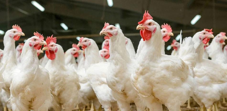 Los casos de gripe aviar ya han sido detectados en Chile, Colombia, Venezuela, Ecuador México y Perú. archivo / LD