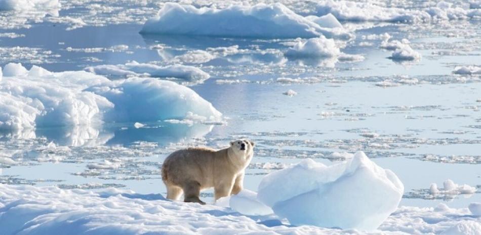 Un oso polar del sureste de Groenlandia sobre un glaciar, o hielo de agua dulce, a 61 grados norte en septiembre de 2016. Europa Press