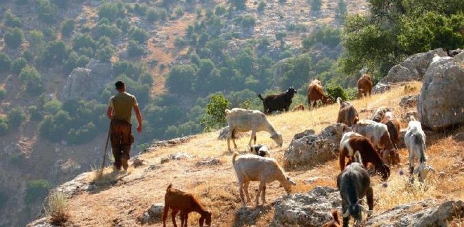 Pastor de cabras de Wadi Rayyan, norte de Jordania. Los productos lácteos secundarios procedentes de cabras y vacas, como el yogur, son componentes habituales de la dieta humana. | EP