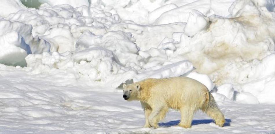 En esta fotografía del 15 de junio de 2014 publicada por el Servicio Geológico de Estados Unidos un oso polar camina tras nadar en el mar Chukchi, en Alaska.

Foto: Brian Battaile/Servicio Geológico de Estados Unidos vía AP.