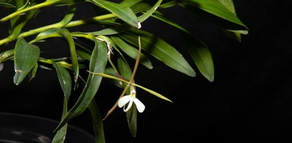 Fotografía sin fecha cedida por el Smithsonian Institution donde se aprecia una de las orquídeas en peligro de extinción conocida con el nombre de "dama de noche" (Epidendrum nocturnum), una orquídea de flores blancas que perfuma las noches con su fragancia cítrica y tiene su hábitat natural en México.