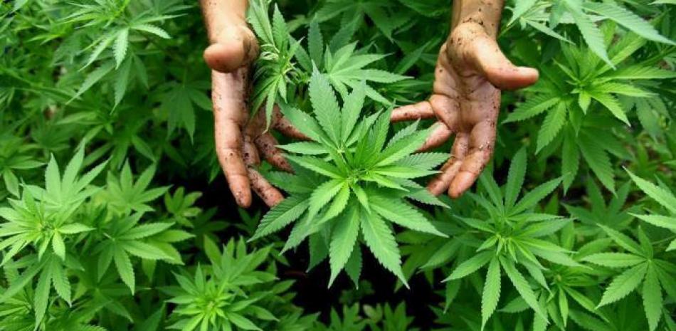 Cannabis. Archivo / LD