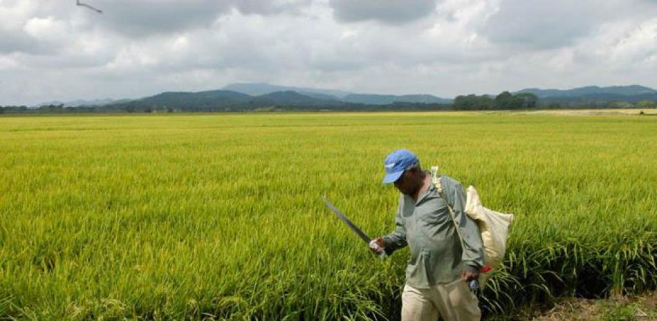 El arroz es un producto de alto consumo en el país.