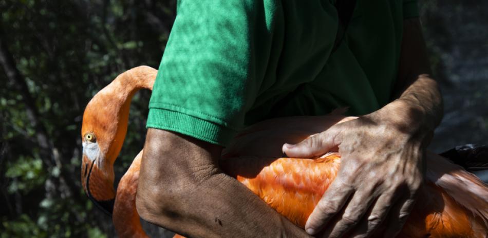 El encargado de bienestar animal y entrenamiento del Zoológico Nacional, Luis Freites, le da masajes a los flamencos que permanecen en un corral antes de ser liberados en los manglares del Parque Natural Estero Balsa ayer, en Montecristi (República Dominicana).  EFE