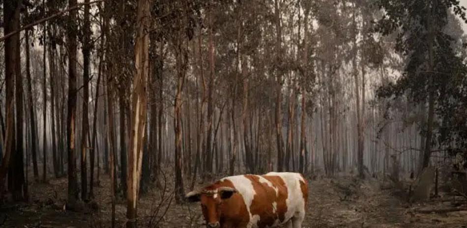 Un buey está rodeado de árboles quemados en Santa Juana, Chile, el domingo 5 de febrero de 2023. AP