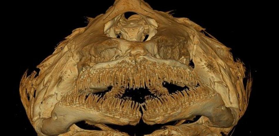 Imagen de tomografía computarizada del cráneo de Horaglanis populi en vista frontal. © Instituto Senckenberg/Britz
