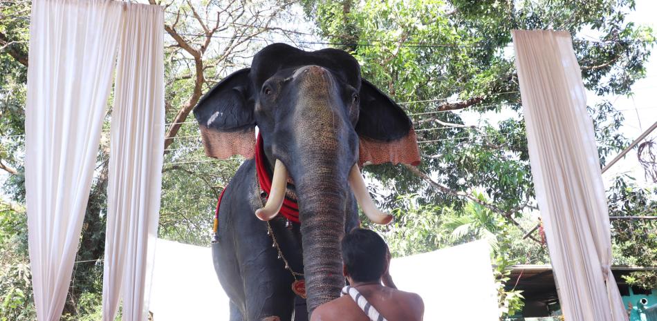 Un templo hindú en el sur de la India ha reemplazado al elefante de carne de hueso por uno mecánico para llevar a cabo sus ceremonias, en un intento por luchar contra el maltrato y la caza furtiva de este animal. EFE
