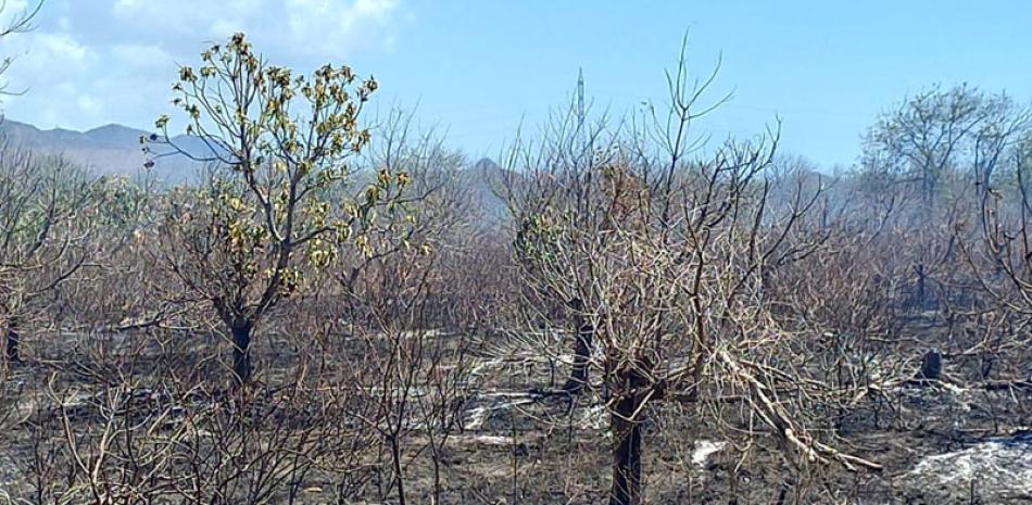 Los mangos fueron quemados en Villa Fundación.