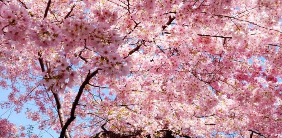 Sakura en Japón.