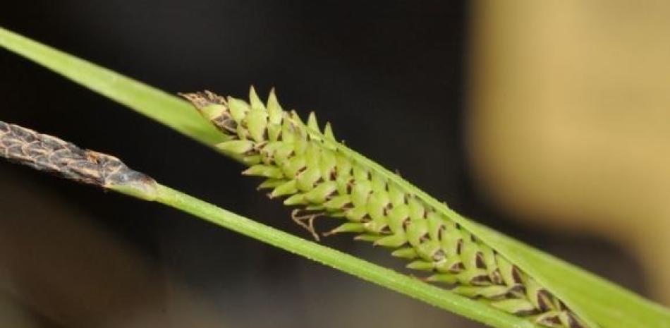 Imágenes de primer plano de las partes reproductivas (inflorescencias conocidas como espigas) de la especie recién descrita Carex quixotiana. Foto: Europa Press