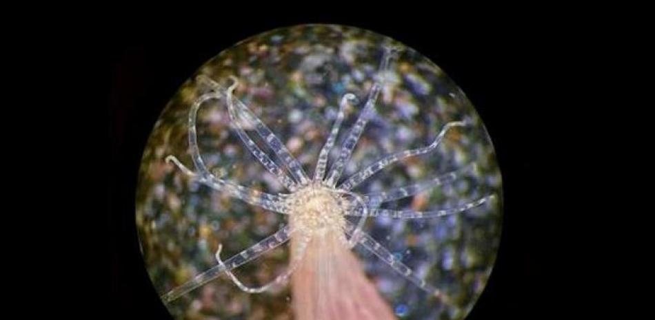 Imagen de una anemona durante la investigación. Foto: Europa Press