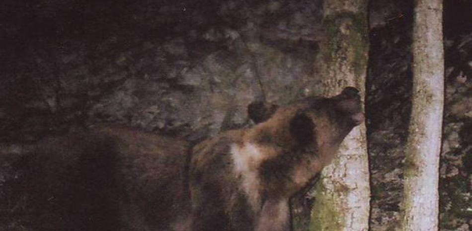 Los análisis de ADN deberán identificar el tipo de oso que mató al joven. Fuente externa.