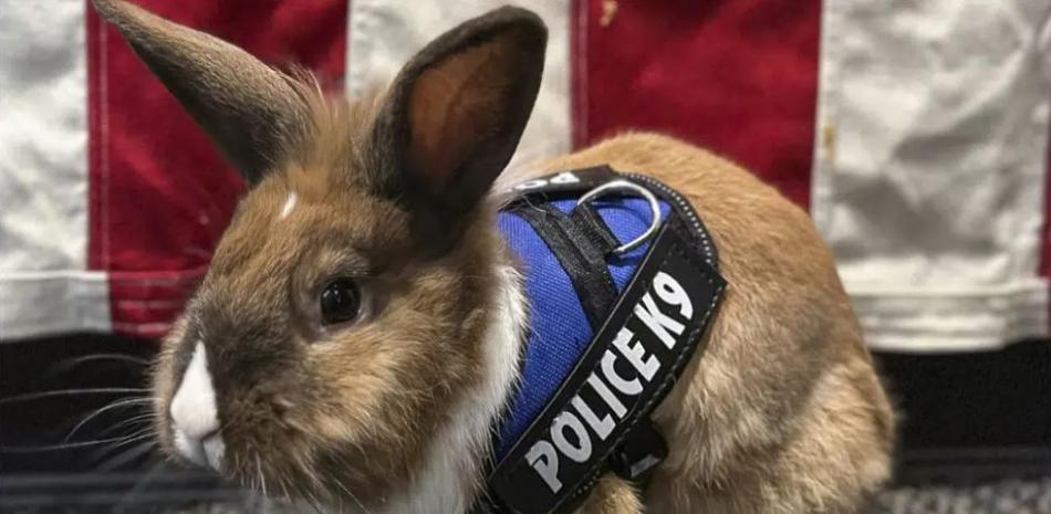 Esta foto facilitada por el Departamento de Policía de Yuba City muestra a Percy, un conejo rescatado en 2022. Foto: AP.