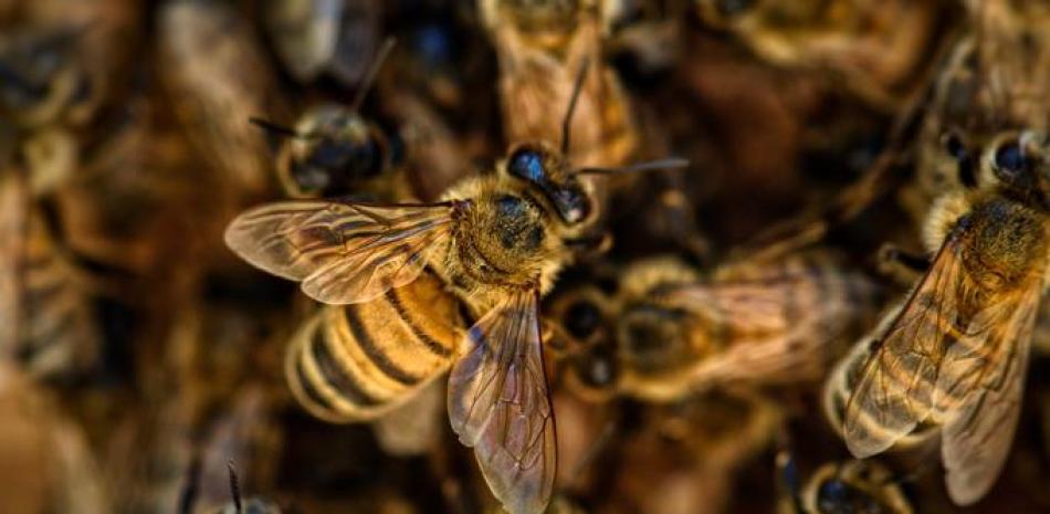 Foto ilustrativa de Abejas.

Fuente Externa.