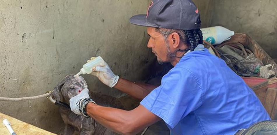 Juan García, estudiante de medicina veterinaria, ofrece tratamiento a los perros en extremo descuido en una casa abandonada del sector Arenoso. ONELIO DOMÍNGUEZ / LD