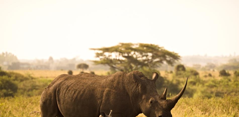 Foto ilustrativa de rinoceronte. 

Fuente Externa.
