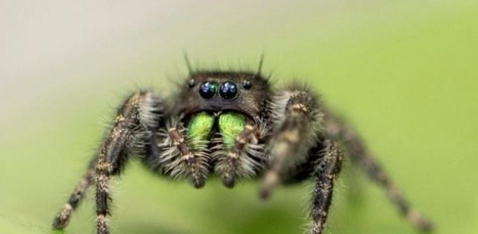 Araña saltadora. Foto: Europa Press.