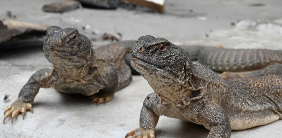 En un clamoroso bazar, hombres paquistaníes de sangre caliente buscan una cura de sangre fría para sus males sexuales: grasa de lagarto recién procesada.