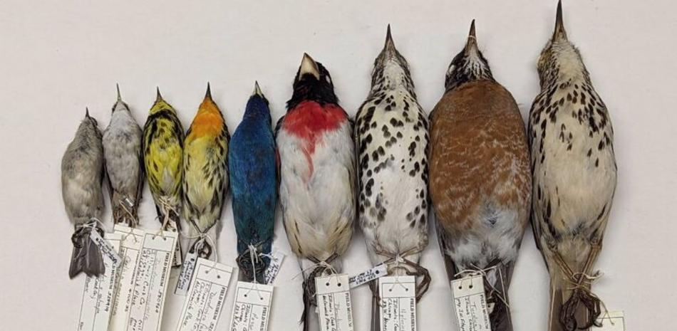 Esta fotografía muestra ejemplares del estudio de aves muertas en colisión con edificios del Field Museum.