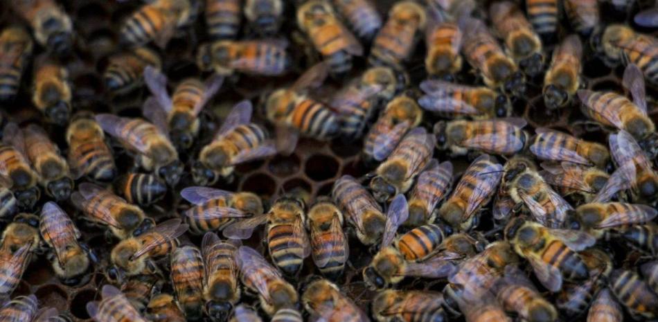 Enjambre de abejas africanas