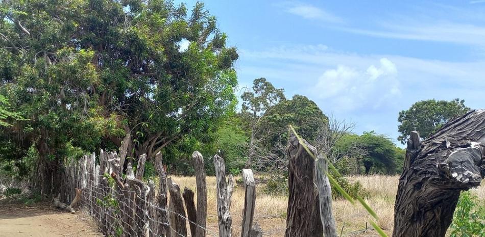 Actualmente se evidencian empalizadas de reciente colocación en el sitio conocido como La Laguneta, donde según productores de la zona, ya se han colocado cerca de 5 mil metros de empalizadas