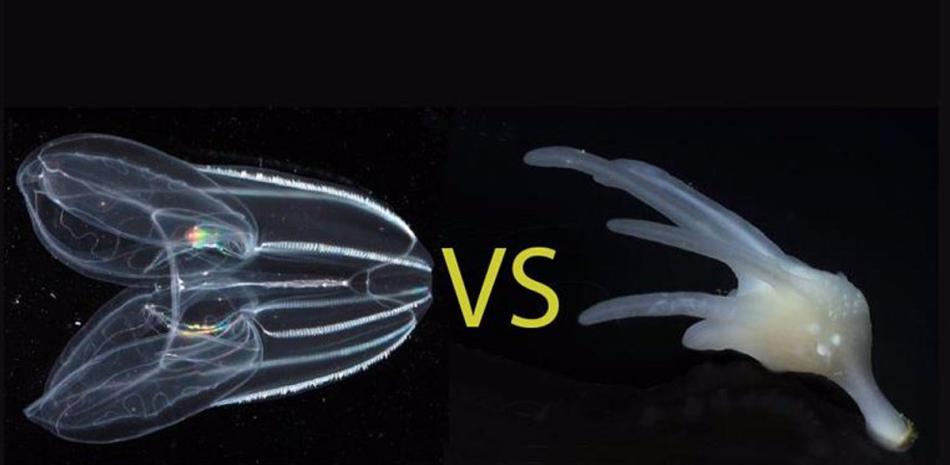 Los científicos han debatido durante mucho tiempo si las medusas peine (izquierda) o las esponjas (derecha) son el grupo hermano de todos los demás animales.