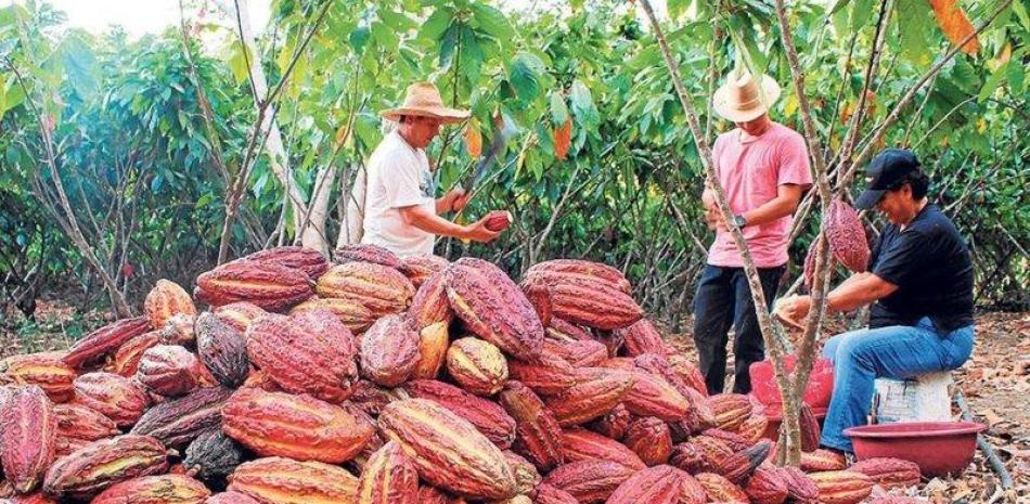 El mandato de la ICCO es el de conseguir una economía cacaotera mundial sostenible, que englobe las dimensiones sociales, económicas y medioambientales en la producción, elaboración y consumo.