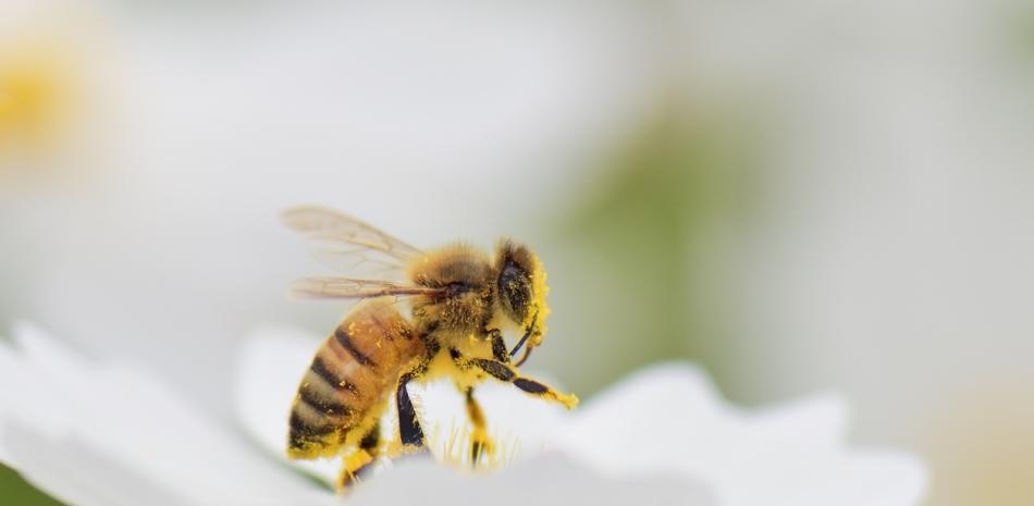 Día Mundial de las Abejas 2023 en RD