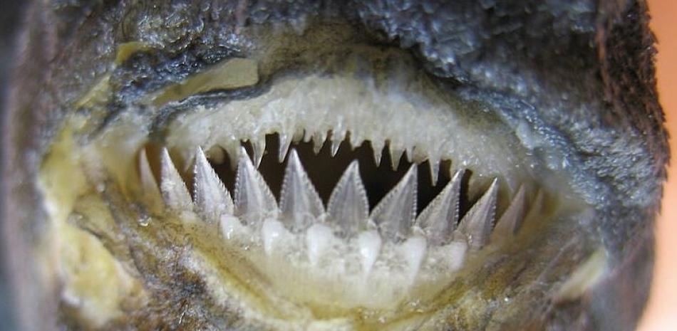 Las fauces de Dalatias licha (tiburón kitefin). Los dientes inferiores del tiburón forman un borde cortante continuo con el que puede morder pedazos de animales más grandes.