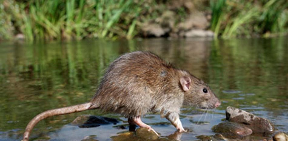 El ratón propaga la leptospirosis.