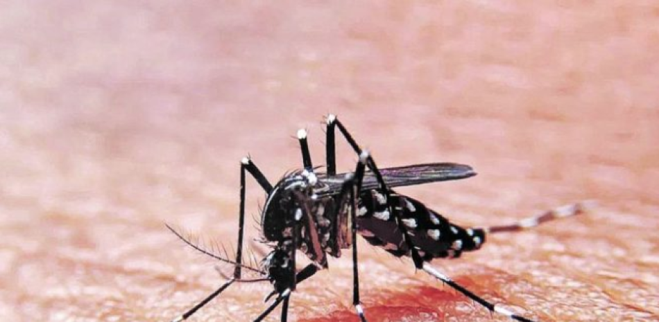 El dengue es transmitido por la picadura del mosquito.