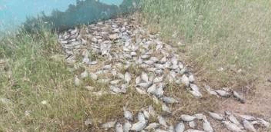 Moradores de la comunidad de Villa Salma en Samaná llamaron la atención sobre la muerte de los peces.