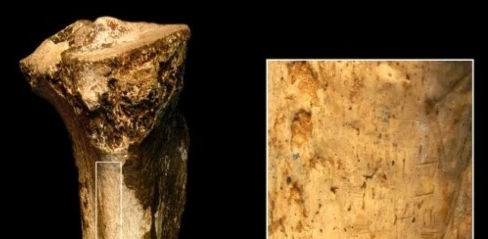 Corte del Pleistoceno temprano marcado fósil de homínido de Koobi Fora, Kenia.