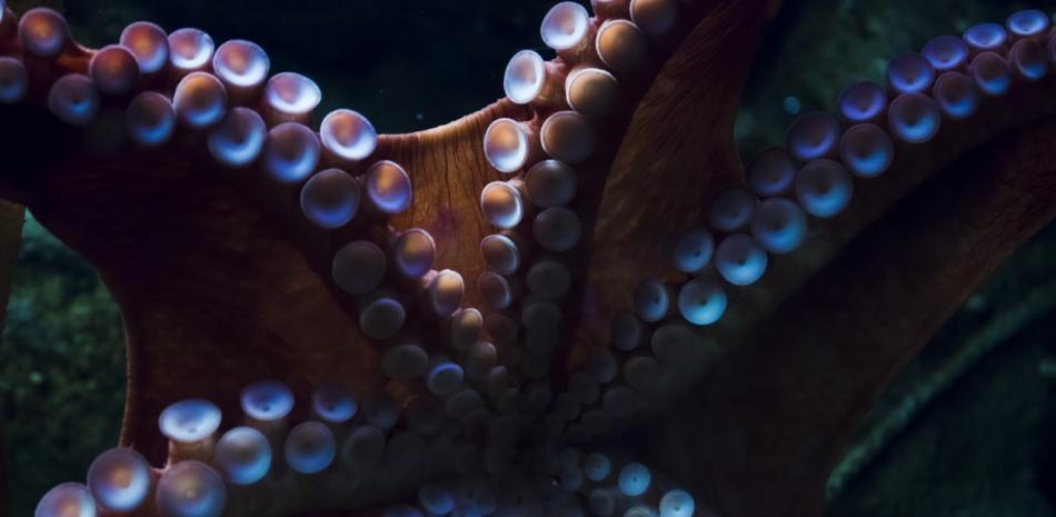Tentáculos de un pulpo.